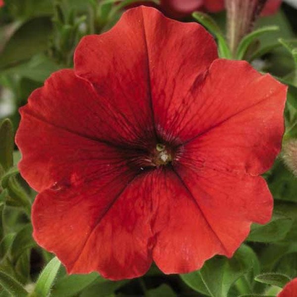 Насіння петунії Плюш F1 червона (dark red) /100 насінин/ *Syngenta*