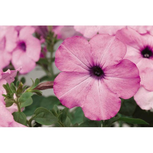 Насіння петунії Плюш F1 лілова (lilac pearl) /100 насінин/ *Syngenta*