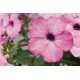 Насіння петунії Плюш F1 лілова (lilac pearl) /100 насінин/ *Syngenta*
