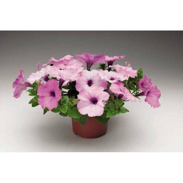 Насіння петунії Плюш F1 лілова (lilac pearl) /100 насінин/ *Syngenta*