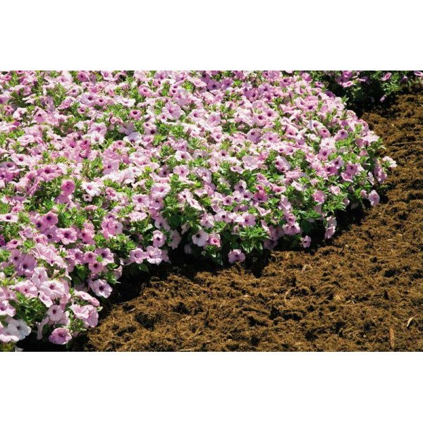 Насіння петунії Плюш F1 лілова (lilac pearl) /100 насінин/ *Syngenta*