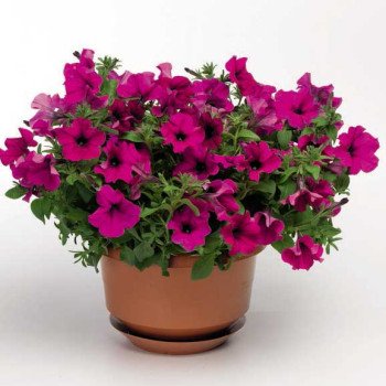 Петунія Плюш F1 пурпурна (purple) /100 насінин/ *Syngenta*