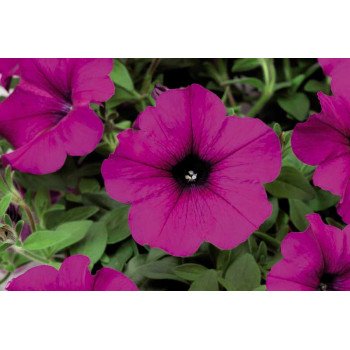 Петунія Плюш F1 пурпурна (purple) /100 насінин/ *Syngenta*
