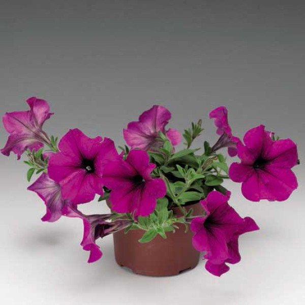 Насіння петунії Плюш F1 пурпурна (purple) /100 насінин/ *Syngenta*