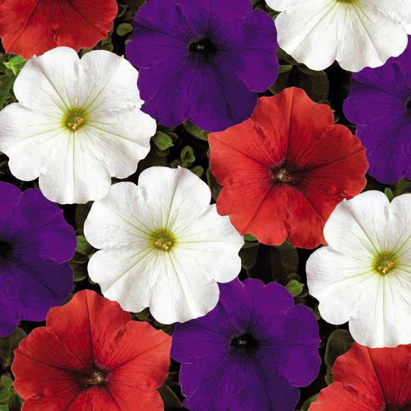 Семена петунии Плюш F1 мистическая смесь (spirit mix) /100 семян/ *Syngenta*