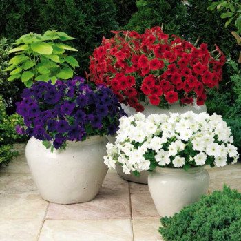 Петунія Плюш F1 містична суміш (spirit mix) /100 насінин/ *Syngenta*