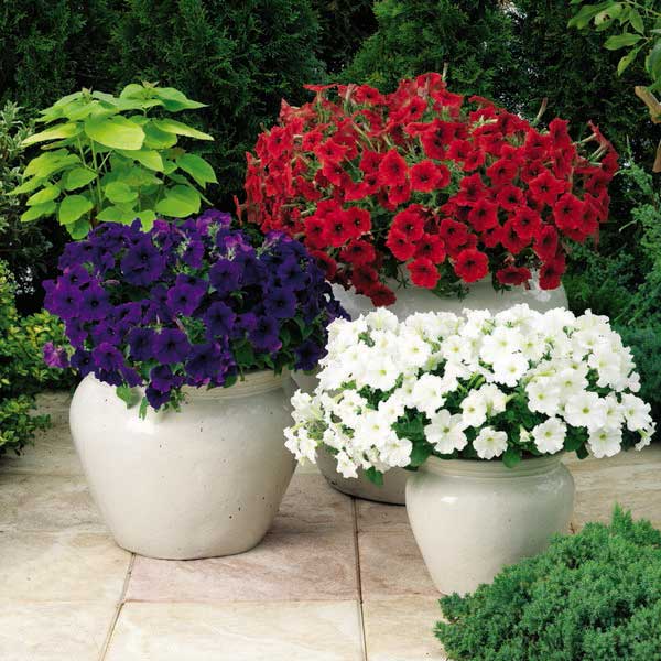 Семена петунии Плюш F1 мистическая смесь (spirit mix) /100 семян/ *Syngenta*