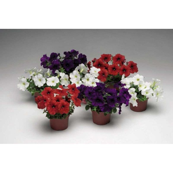 Семена петунии Плюш F1 мистическая смесь (spirit mix) /100 семян/ *Syngenta*