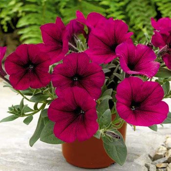 Петуния Рамблин F1 бургунди (burgundy) /100 семян/ *Syngenta*