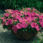 Петунія Рамблін F1 цукрове полум'я (sugar plum) /100 насінин/ *Syngenta*