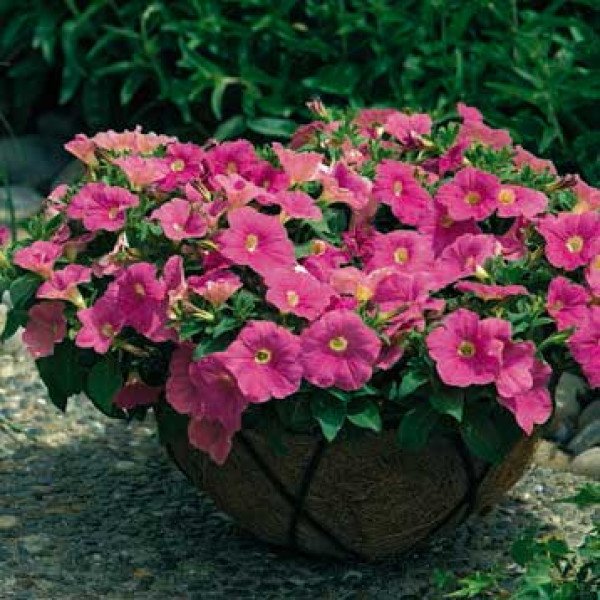 Семена петунии Рамблин F1 сахарное пламя (sugar plum) /100 семян/ *Syngenta* Семена петунии Рамблин F1 сахарное пламя (sugar plum) /100 семян/ *Syngenta*