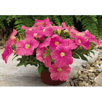 Петуния Рамблин F1 сахарное пламя (sugar plum) /100 семян/ *Syngenta*