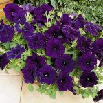 Петунія Рамблін F1 синя (blue) /100 насінин/ *Syngenta*