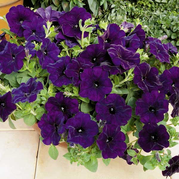 Насіння петунії Рамблін F1 синя (blue) /100 насінин/ *Syngenta*