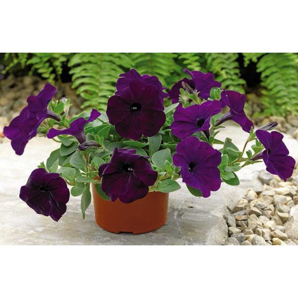 Насіння петунії Рамблін F1 синя (blue) /100 насінин/ *Syngenta*