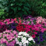 Петуния Рамблин F1 смесь (mix) /100 семян/ *Syngenta*