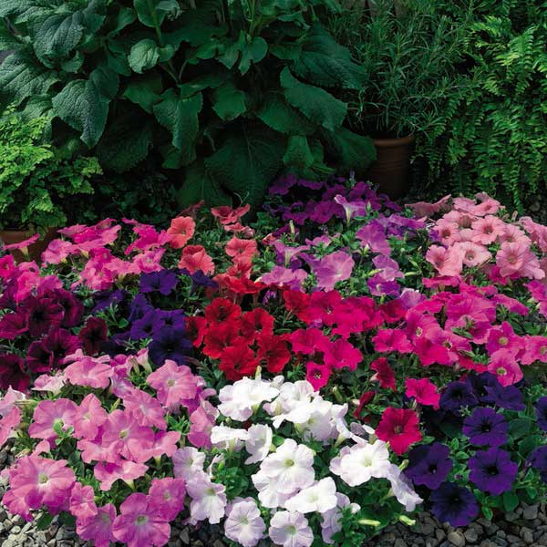 Насіння петунії Рамблін F1 суміш (mix) /100 насінин/ *Syngenta*
