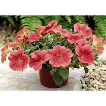 Петуния Рамблин F1 лососевая (salmon) /100 семян/ *Syngenta*