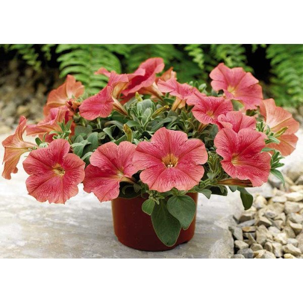 Насіння петунії Рамблін F1 лососева (salmon) /100 насінин/ *Syngenta*