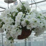 Петунія Самба F1 біла (white) /100 насінин/ *Hem Genetics*