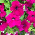 Петуния Самба F1 бургунди (burgundy) /100 семян/ *Hem Genetics*