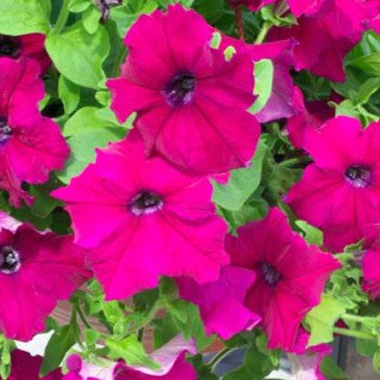 Петунія Самба F1 бургунді (burgundy) /100 насінин/ *Hem Genetics*