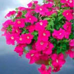 Петуния Самба F1 малиновая (pink) /100 семян/ *Hem Genetics*