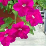 Петунія Самба F1 фіолетова (violet) /100 насінин/ *Hem Genetics*