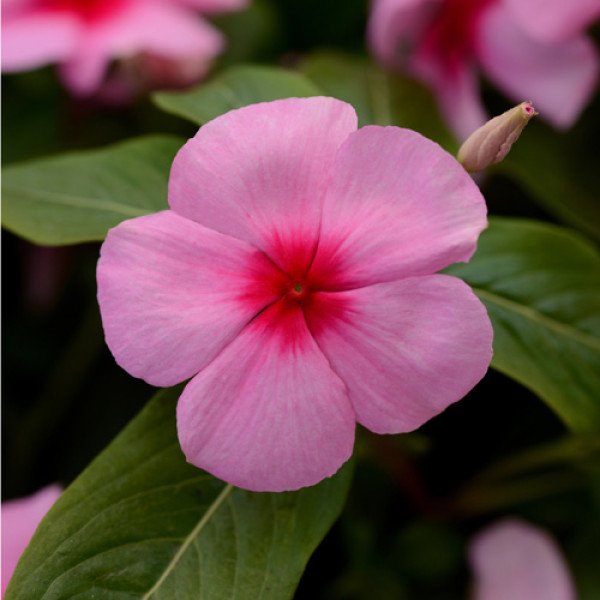 Насіння катарантуса Титан F1 блаш (blash) /100 насінин/ *Pan American*