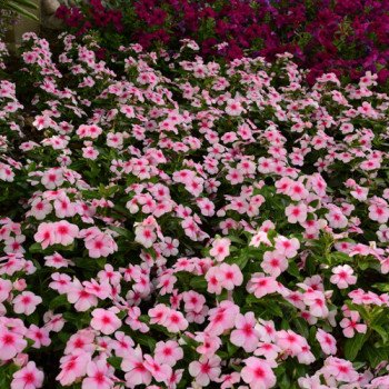 Катарантус Титан F1 блаш (blash) /100 семян/ *Pan American*