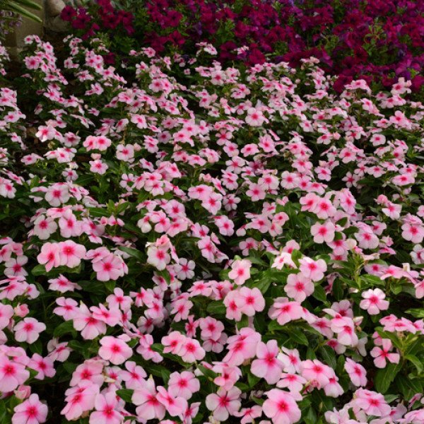 Насіння катарантуса Титан F1 блаш (blash) /100 насінин/ *Pan American*