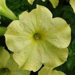 Петунія Софістика F1 лайм грін (lime green) /100 насінин (драже)/ *Pan American*