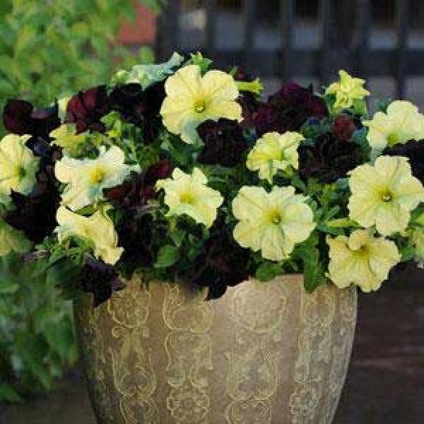 Насіння петунії Софістика F1 лайм грін (lime green) /100 насінин (драже)/ *Pan American*