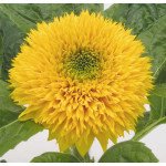 Соняшник Ведмежатко /20 г/ *Hem Zaden*