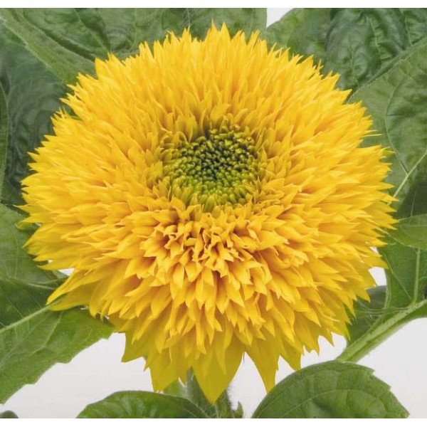 Насіння соняшнику Ведмежатко /20 г/ *Hem Zaden*