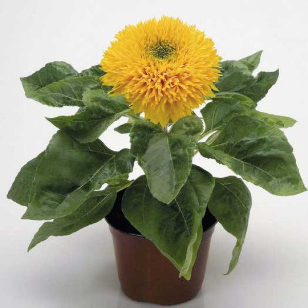 Насіння соняшнику Ведмежатко /20 г/ *Hem Zaden*