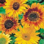 Соняшник Осіннє сяйво /25 г/ *Hem Zaden*