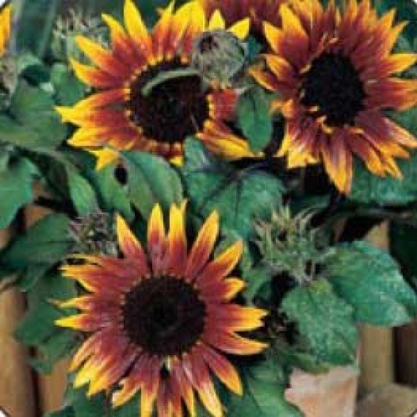 Насіння соняшнику Пакіто Колорадо /10 г/ *Hem Zaden*