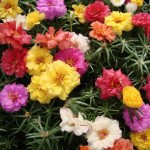 Портулак Маргарита F1 суміш (mix) /100 насінин/ *Hem Genetics*