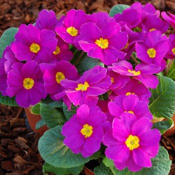 Примула Піонер F1 малинова /100 насінин/ *Hem Genetics*