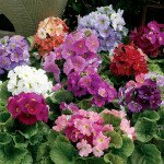 Примула Лібре F1 суміш (mix) /100 насінин/ *Syngenta*