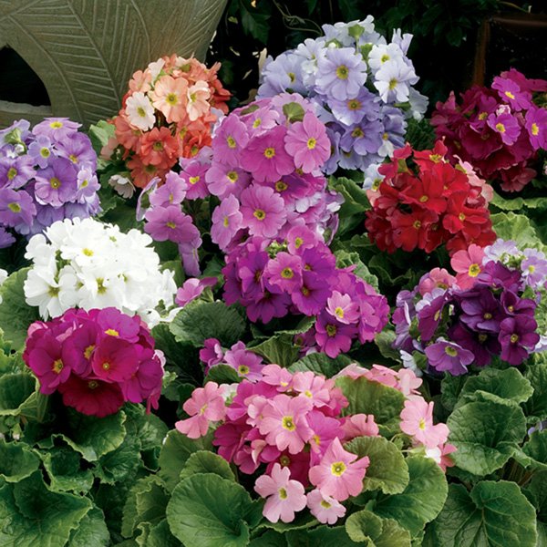 Насіння примули Лібре F1 суміш (mix) /100 насінин/ *Syngenta*