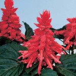 Сальвія Аморе рожева (rose) /100 насінин/ *Hem Genetics*