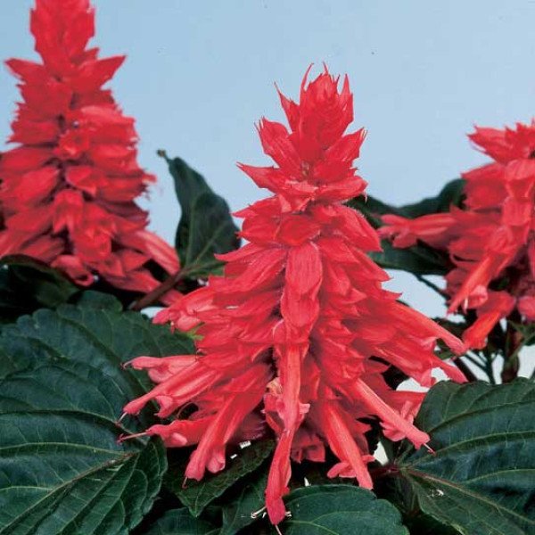 Насіння сальвії Аморе рожева (rose) /100 насінин/ *Hem Genetics*