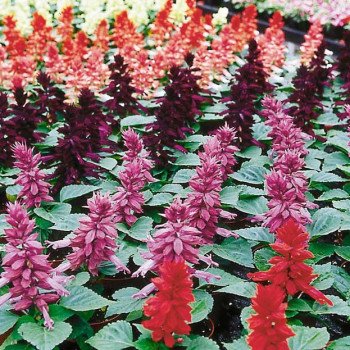 Сальвія Аморе суміш (mix) /100 насінин/ *Hem Genetics*