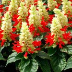 Сальвия Редди белый сюрприз (white surprise) /100 семян/ *Hem Genetics*