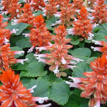 Сальвія Редді двоколірна (bicolour) /100 насінин/ *Hem Genetics*