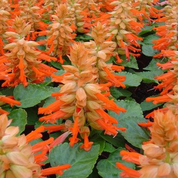 Сальвія Редді лососева (salmon) /100 насінин/ *Hem Genetics*