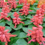 Сальвія Редді малинова (pink) /100 насінин/ *Hem Genetics*