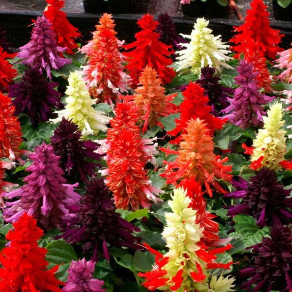 Насіння сальвії Редді суміш (mixture) /100 насінин/ *Hem Genetics*